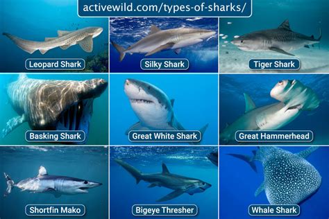 Types Of Sharks Shark Inshore Types Of Sharks