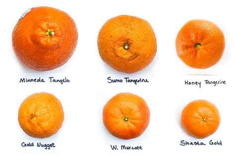 Types Of Tangerines