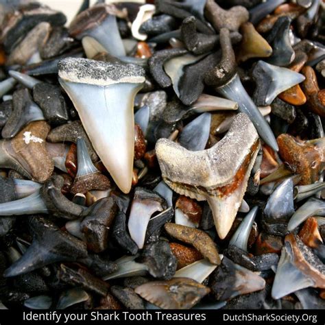 Ultimate Guide To Sharks Teeth Hunting At Myrtle Beach Dutch Shark Society