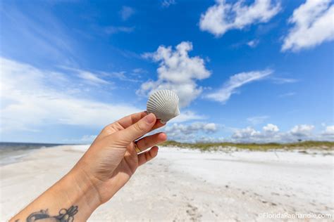 Ultimate Guide To Shelling In Cape San Blas A Popular Florida Activity