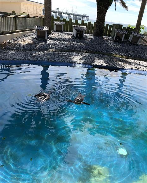 Unbiased Review Of Gulfarium Marine Adventure Park