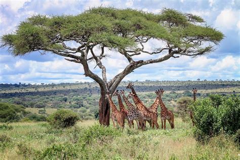 Unforgettable Safari Adventures Travel Packages To Kenya Cheapest Travel Insurance