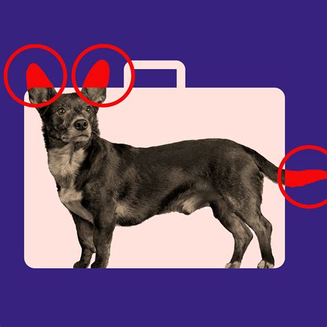 United Airlines Pet Flying Requirements Infoupdate Org