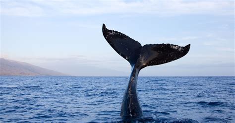 Upside Down Whale Tail Sails Off The Coast Of Maui In Incredible