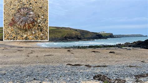 Urgent Uk Travel Warning After Invasion Of Venomous Creatures On Famous