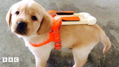 Us Guide Dog Puppies Get Mini Harnesses Bbc Newsround