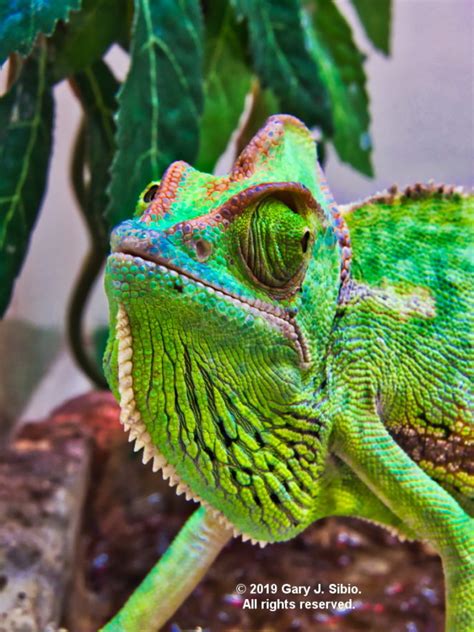 Veiled Chameleon In A Pet Store 2019 08 10 15 06 06 01 Virily