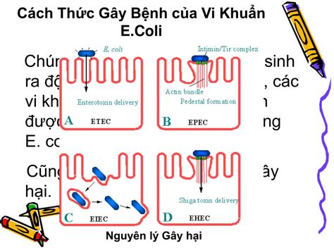 Vi Khu N E Coli Th Y Thu C Vi T Nam Th Y Thu C Vi T Nam