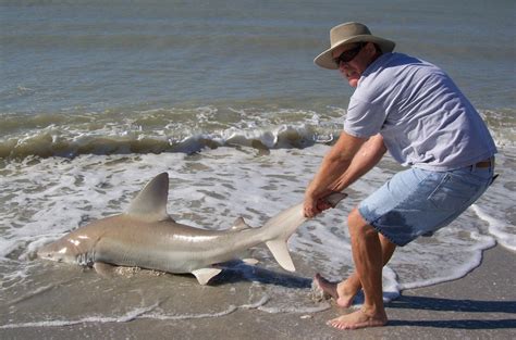 Video Lifeguard Pulls Shark Back In Sea Sharknewz