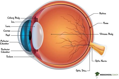 Vision And The Structure Of The Eye