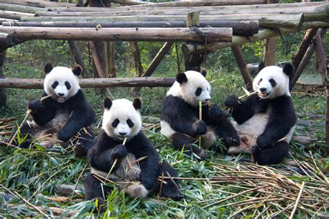 Visit Chengdu S Panda Base Sichuan China China S Giant Pandas