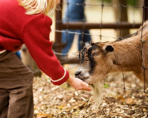 Visit One Of These Great Petting Zoos In Nj Nj Family