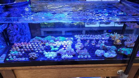 Visited Bluewater Zoo Fort Walton Beach Fl Reef2reef Saltwater And