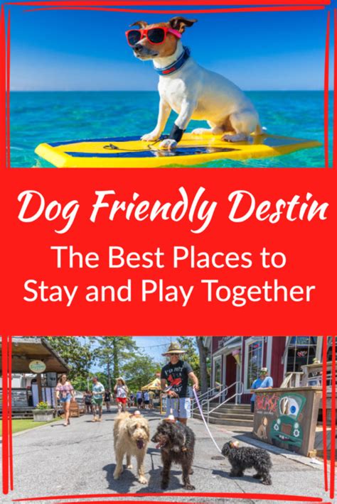 Visiting Destin With Your Dog Pet Friendly Beaches Restaurants