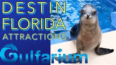 Visiting The Gulfarium In Destin Florida Full Tour Youtube