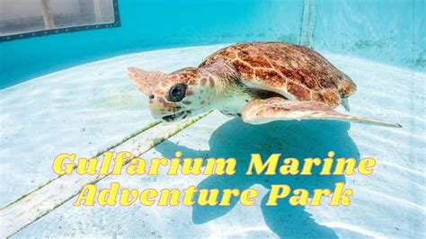 Vlog Gulfarium Marine Adventure Park Destin Florida Youtube