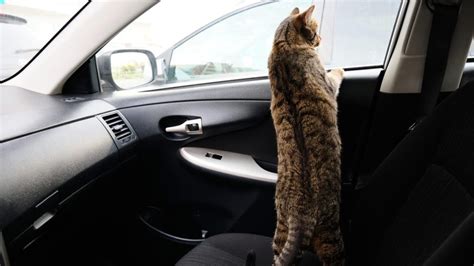 Wandering Cat Travels 140 Miles In Strangers Cars