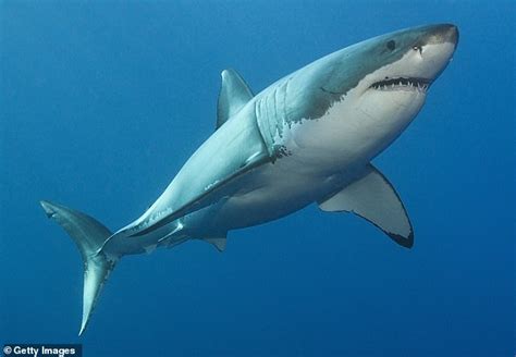 Warning As Giant Great White Shark Is Spotted Stalking Popular Beach