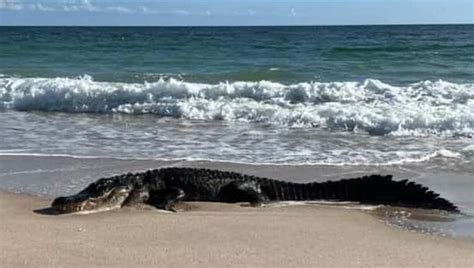 Watch Your Toes 10 Foot Alligator Spotted Relaxing On Florida Beach