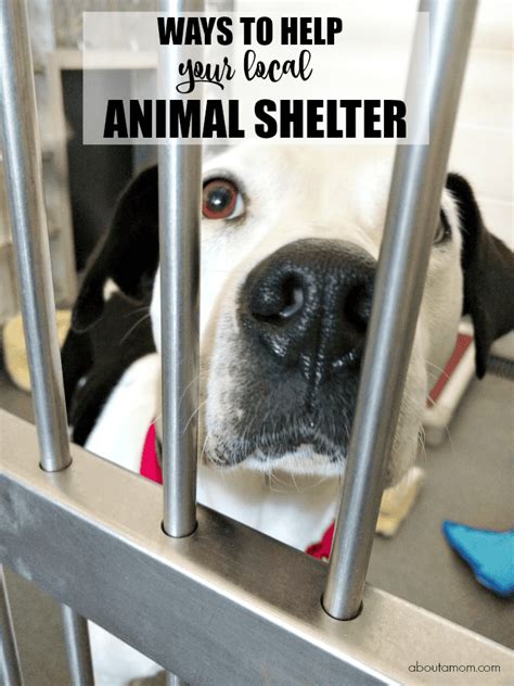 Ways To Help Your Local Animal Shelter Or Rescue About A Mom