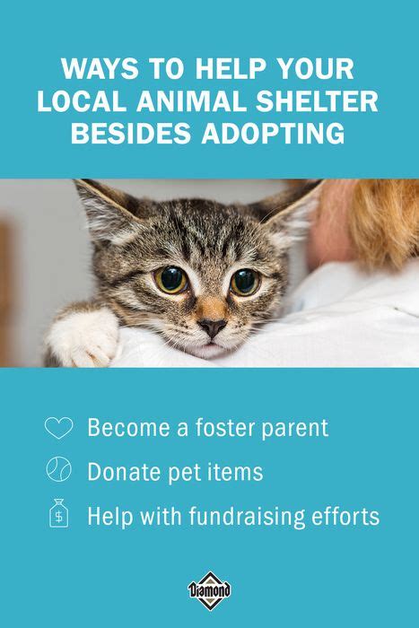 Ways You Can Help An Animal Shelter Besides Adopting Artofit