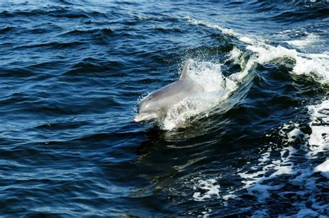 Wednesday April 20Th Trip Report Dolphins For Miles Jersey Shore