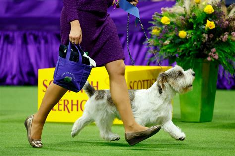 Westminster Dog Show 2024 Best In Show Winner Clo Kippie