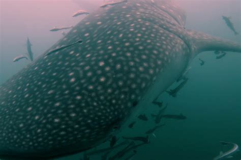 Whale Shark Destin Okaloosa 0006 Manta Whale Shark 1440P 00 06 35 19 Still005 Get The Coast