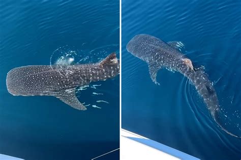 Whale Shark In Destin Whale Shark Destin White Sand Beach