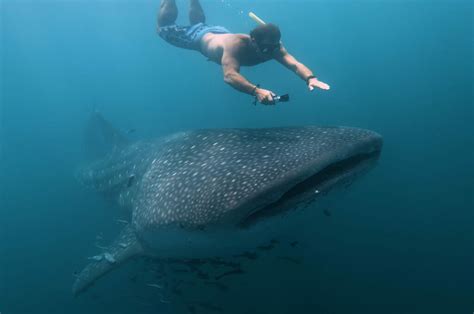 Whale Sharks In Destin