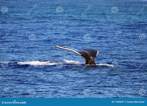 Whale Tail Diving Stock Image Image Of Surface Tahiti 1183697