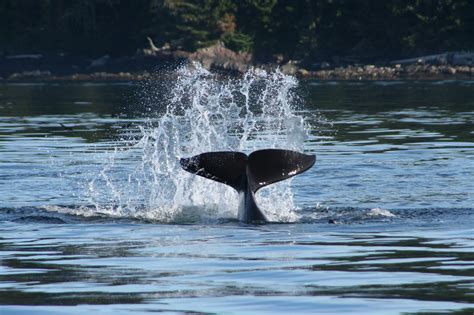 Whale Tail Grizzly Bear Tours Whale Watching Knight Inlet