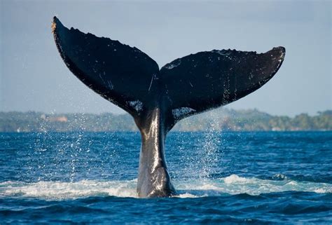 Whale Tale 303537 Whale Tail Costa Rica