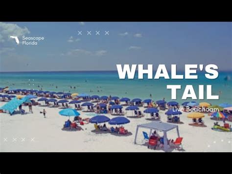 Whales Amp 39 Tail Beachcam Seascape Florida 30A