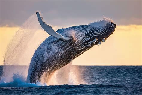 Whales Worldatlas