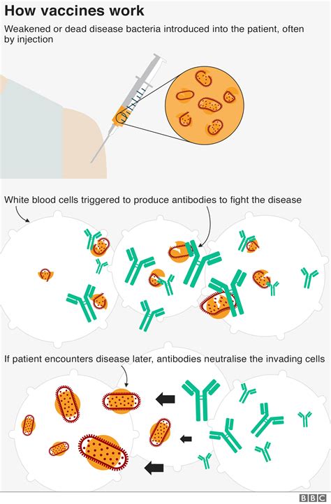 What Are Vaccines How Do They Work And Why Are People Sceptical Bbc