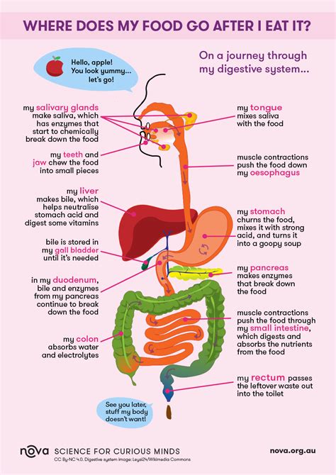 5 Ways Nutrients Travel