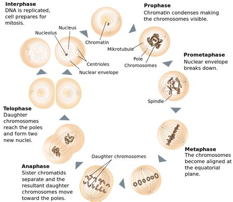 What Events Happen During Interphase