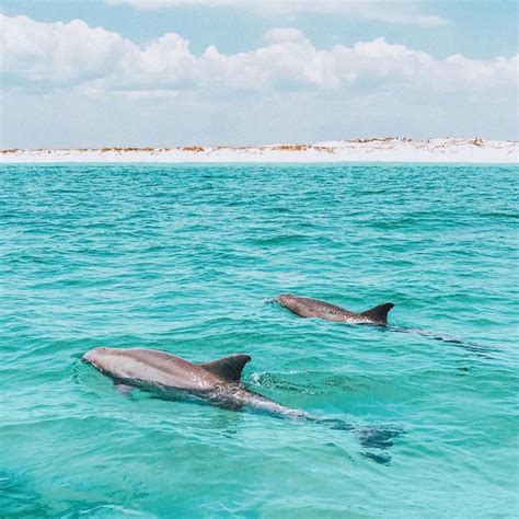 What Is The Best Time Of Year To See Dolphins In Destin Fl