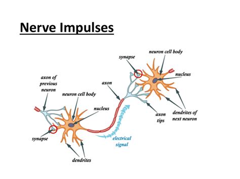 Impulse Travel Order Explained