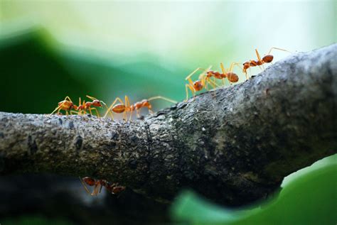 What Is The Spiritual Meaning Of Dreaming About Ants 16 Ways You Need To Know