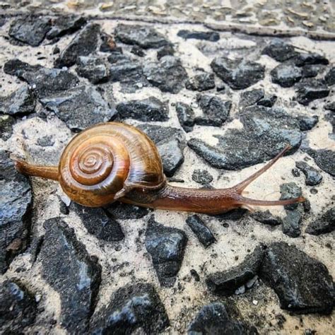 What Is The Top Speed Of A Snail Ultimate Guide