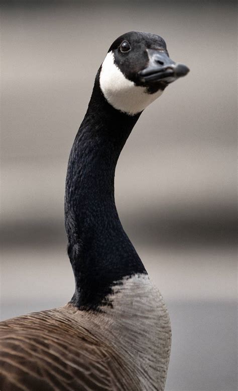 What To Do And Not Do To Get Rid Of Canada Geese In Nc Raleigh News