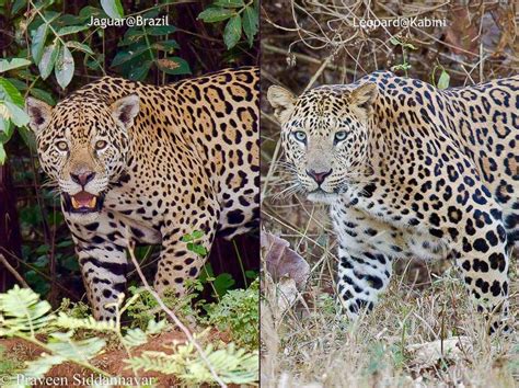 Whats The Difference Between A Jaguar And A Leopard Feliks Zeki