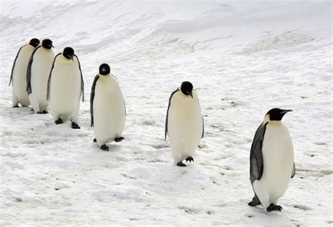 When And Why Do Animals Migrate The Migration Of The Emperor Penguin