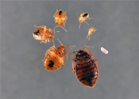 When Bed Bugs Infest Pest Control Technology