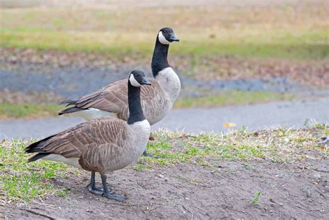 Where Do Geese Go In The Winter A Z Animals