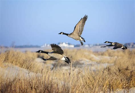 Where Do Geese Go In The Winter Flying South