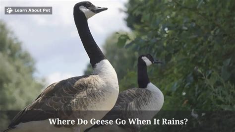 Where Do Geese Go When It Rains 7 Cool Facts 2023