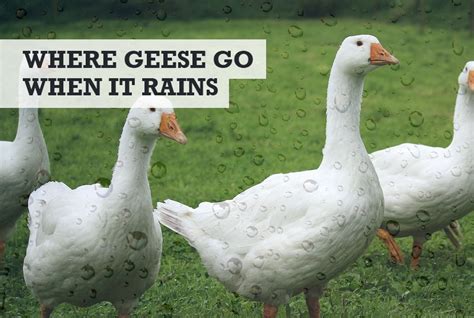 Where Do Geese Go When It Rains Answered